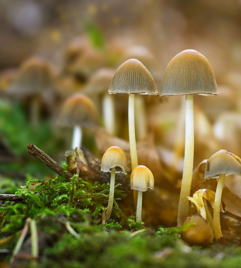 Mushroom Spawn